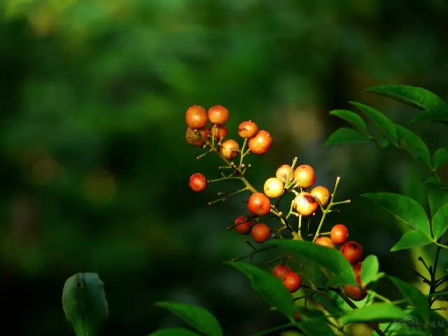 想你的景觀(guān)有韻味，這些植物怎可不知？